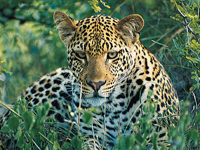 leopard_05.jpg