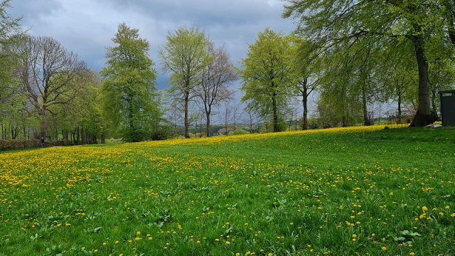 blumenwiese.jpg