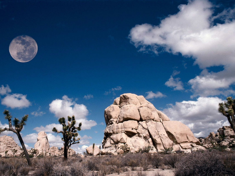 full_moon_at_joshua_tree_2c_california_2c_usa.jpg