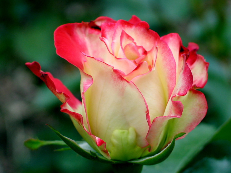 light_red_rose.jpg