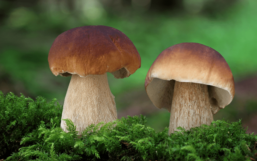 steinpilz01.png
