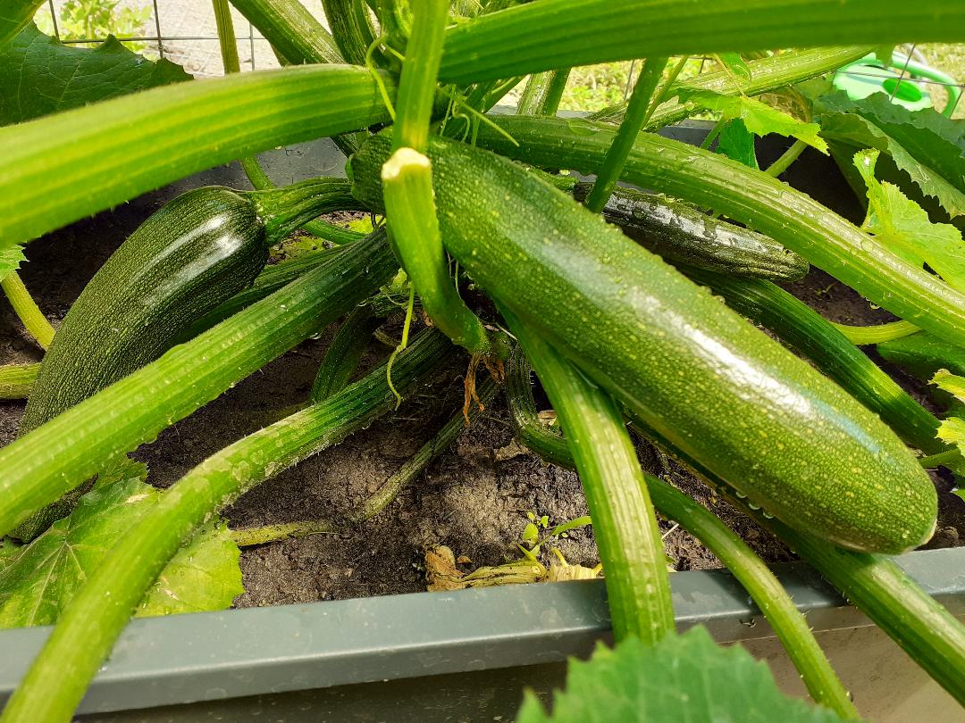 zucchini_im_hochbeet__4_erntereif.jpg