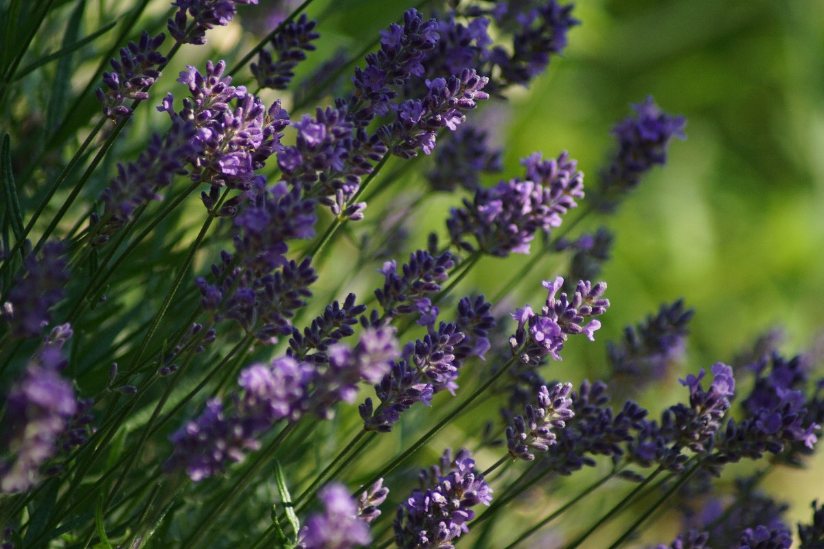lavendel3_juni_2023.jpg