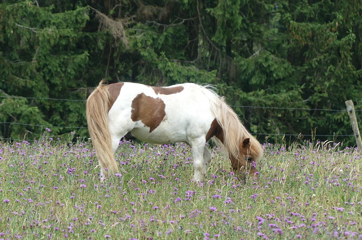 geschektes_pferd.jpg