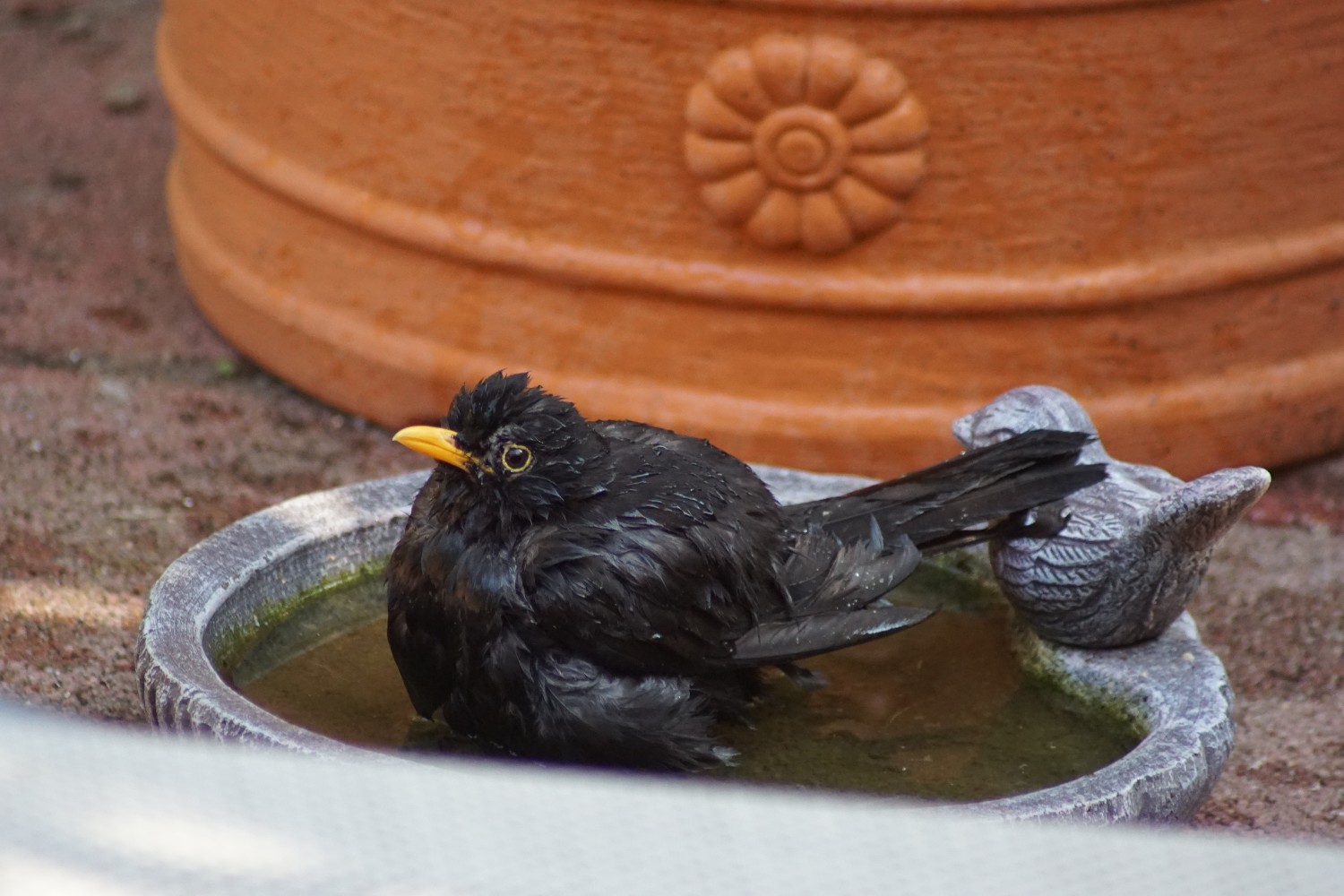 badeamsel_juli_2023.jpg