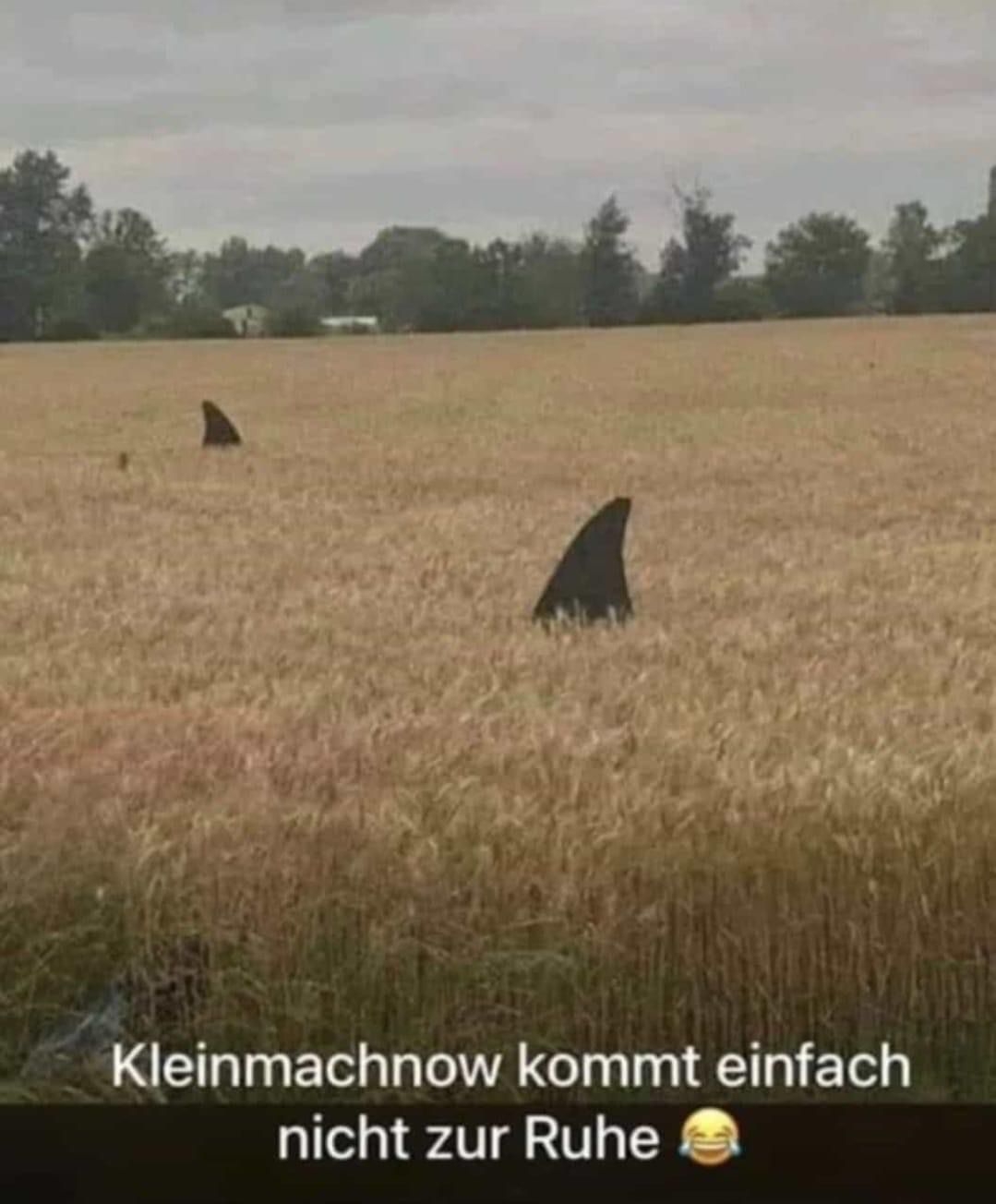 attachment-31976926.jpeg