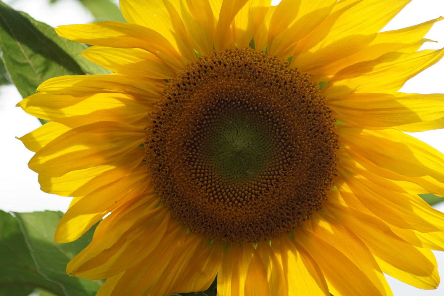 sonnenblume_gro___august_2023.jpg