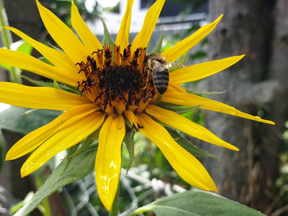 sonnenblume_sep_2023.jpg