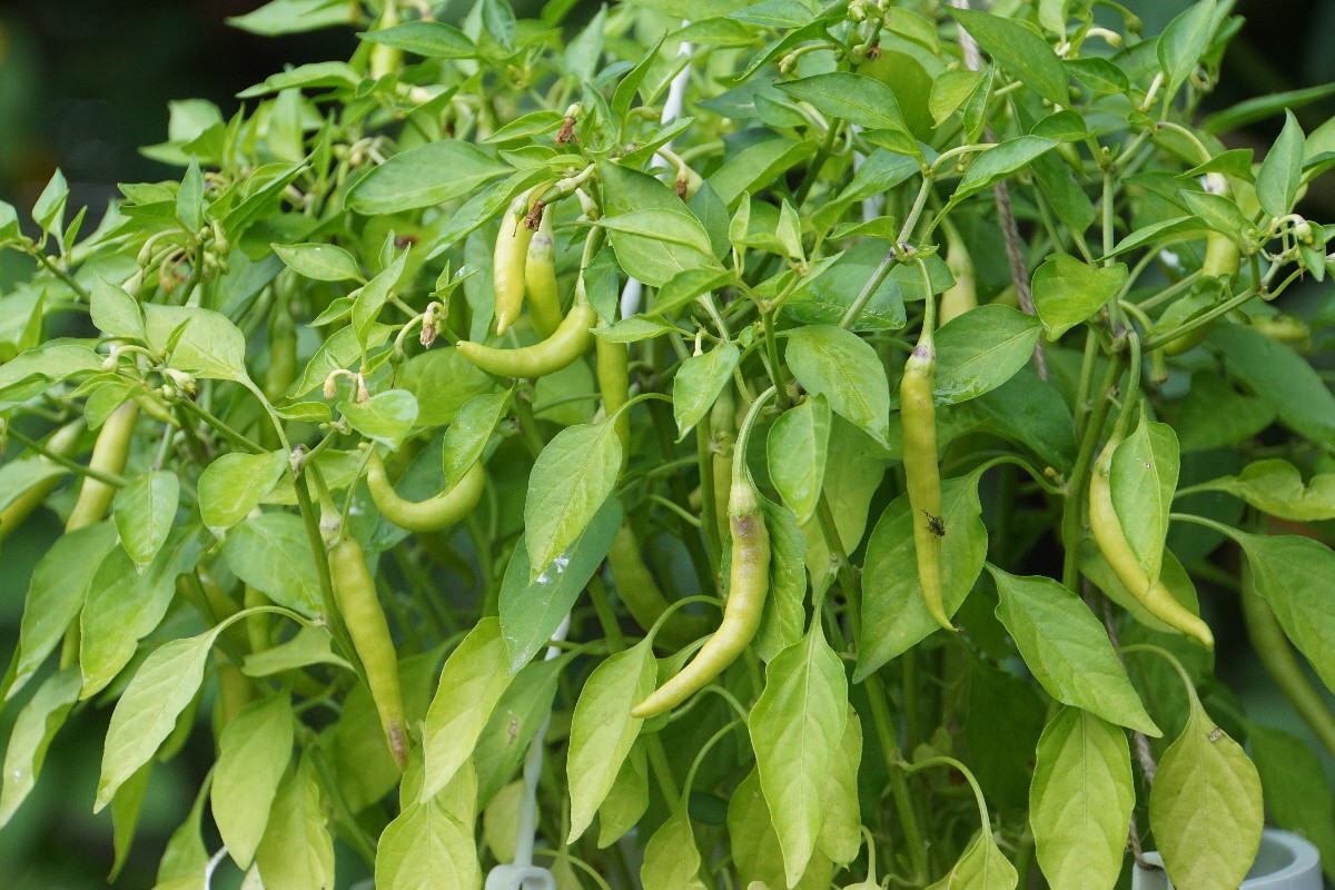 chilis_sep_2023.jpg