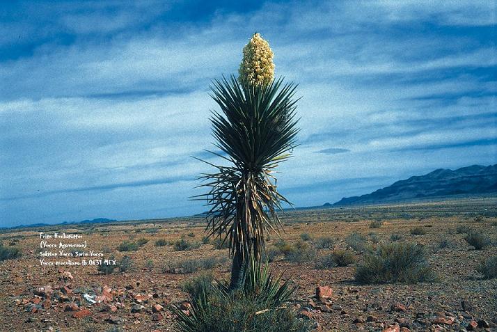 yucca_treculiana_fh_0631mex_aaa.jpg