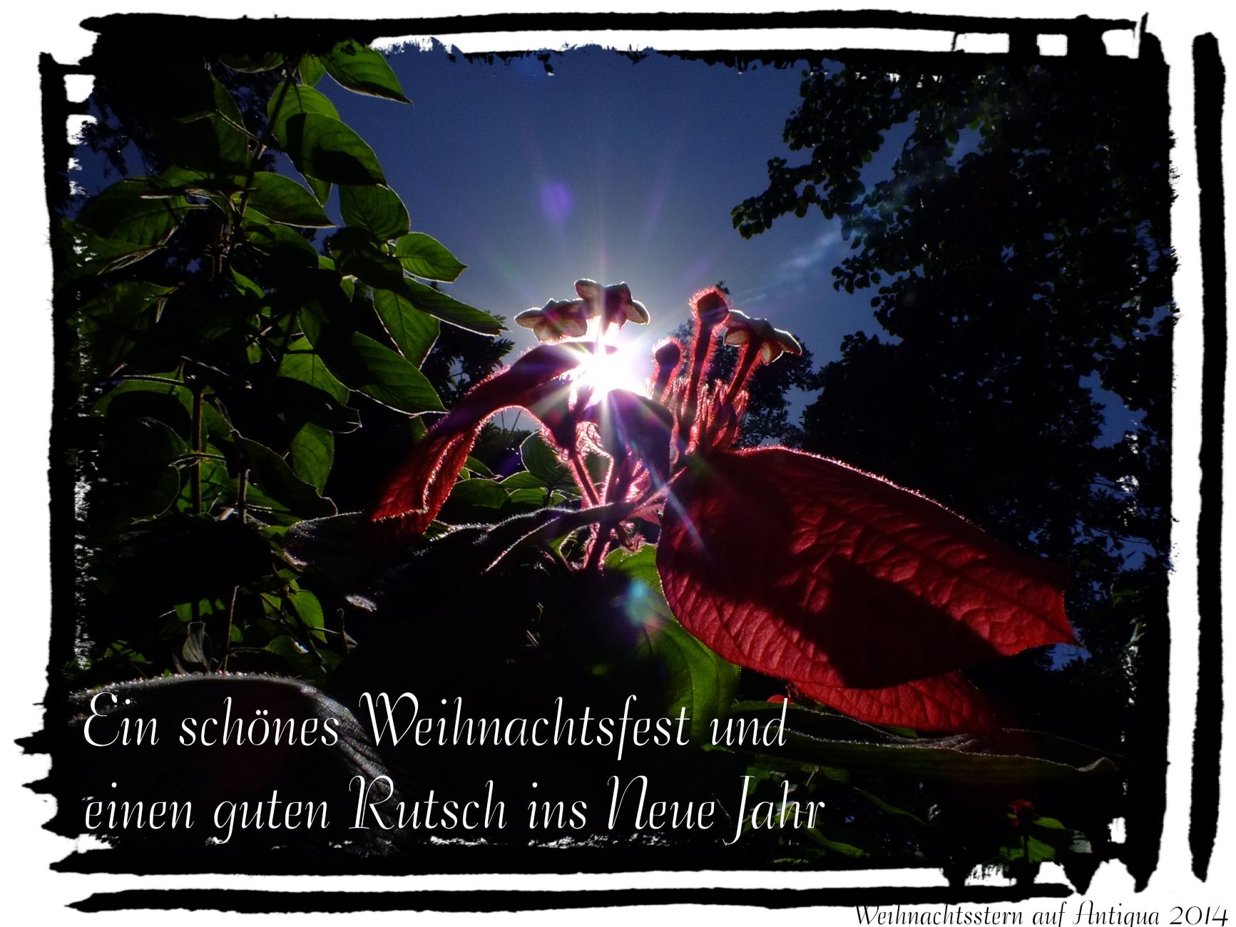 weihnachtsstern_bild_klein.jpg