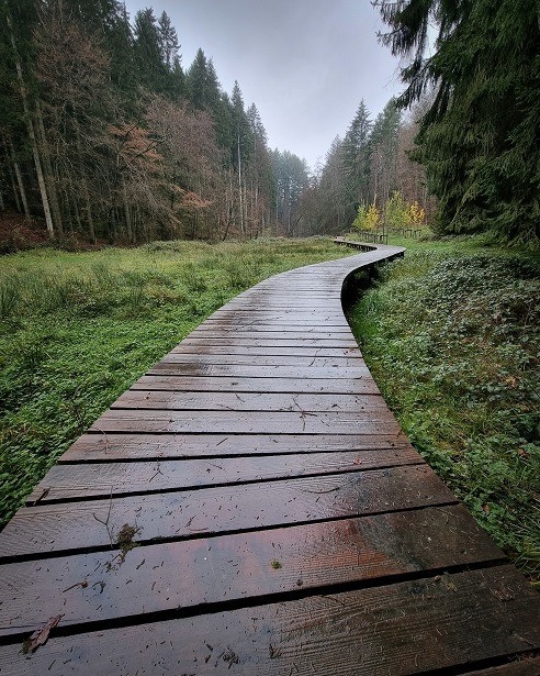 holzweg_im_venn.jpg