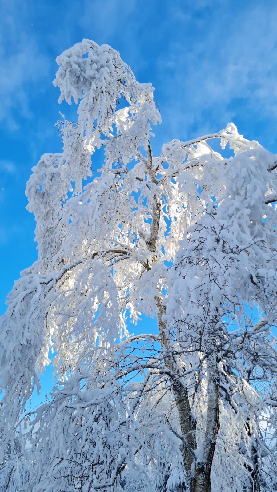 birke_im_schnee.jpg