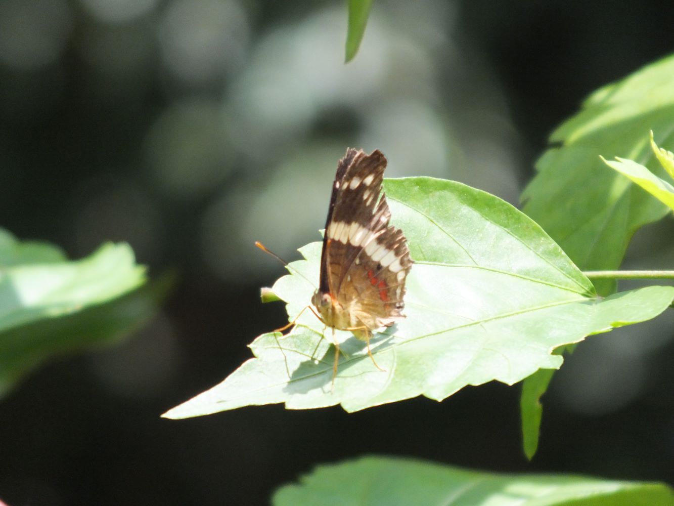 schmetterling01.jpg