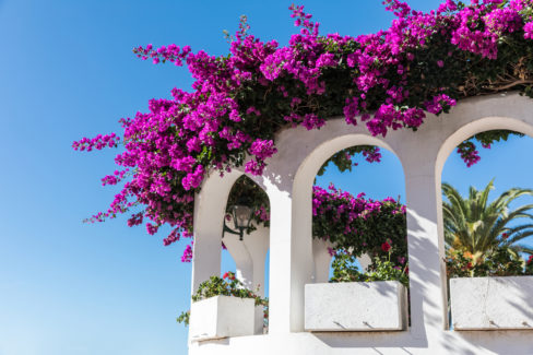 bougainvillea_saeule.jpg