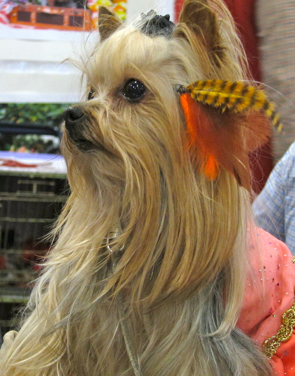 yorkshire_terrier_(yorkie)_(8109900670).jpg