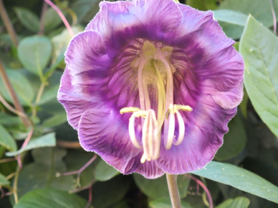 blume_lila.jpg