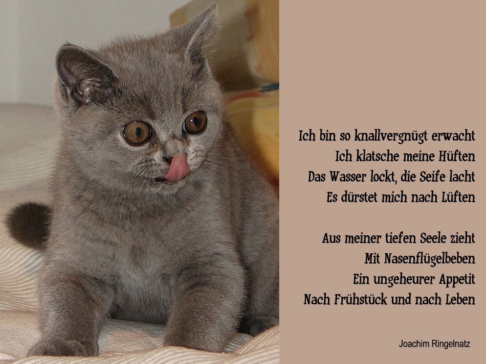 guten-morgen-spruch_mit_katze.jpg