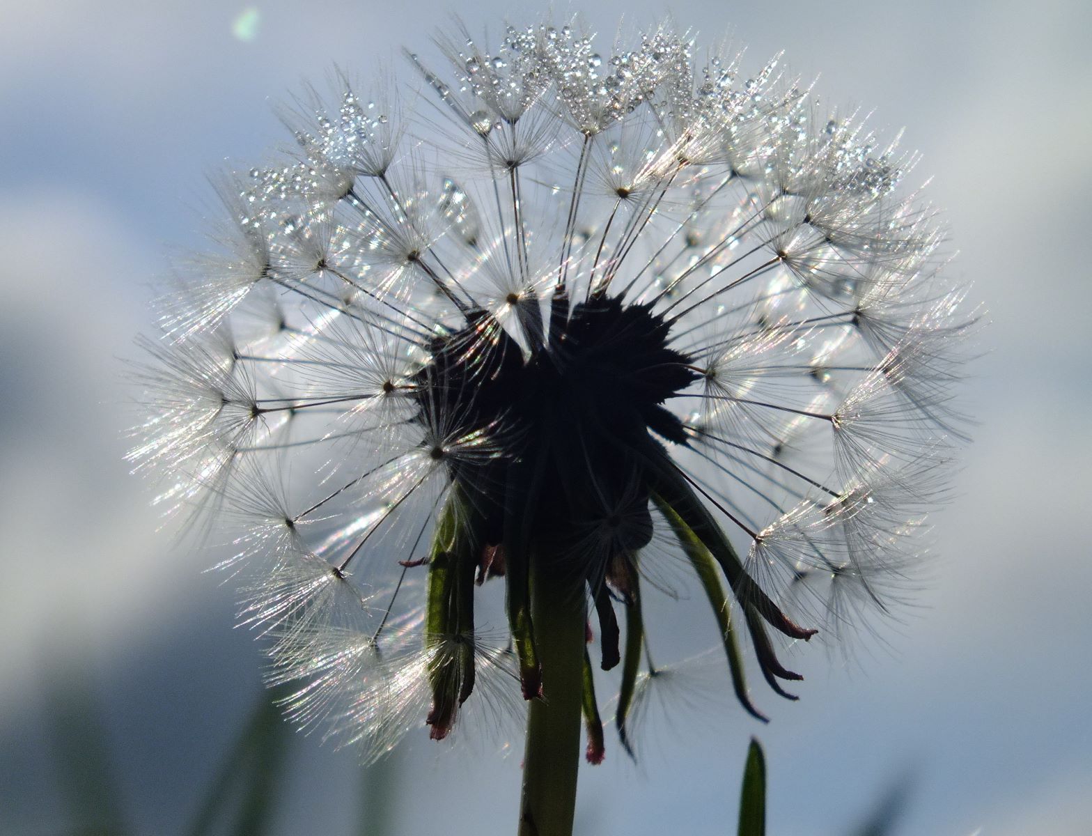 pusteblume_04.jpg