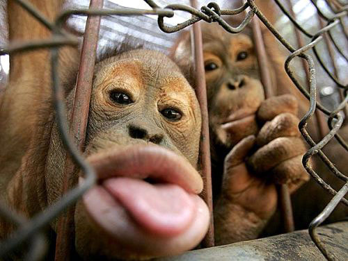affe.jpg