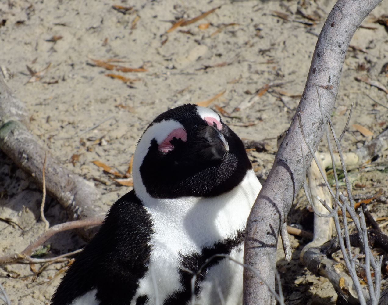 pinguin_02.jpg