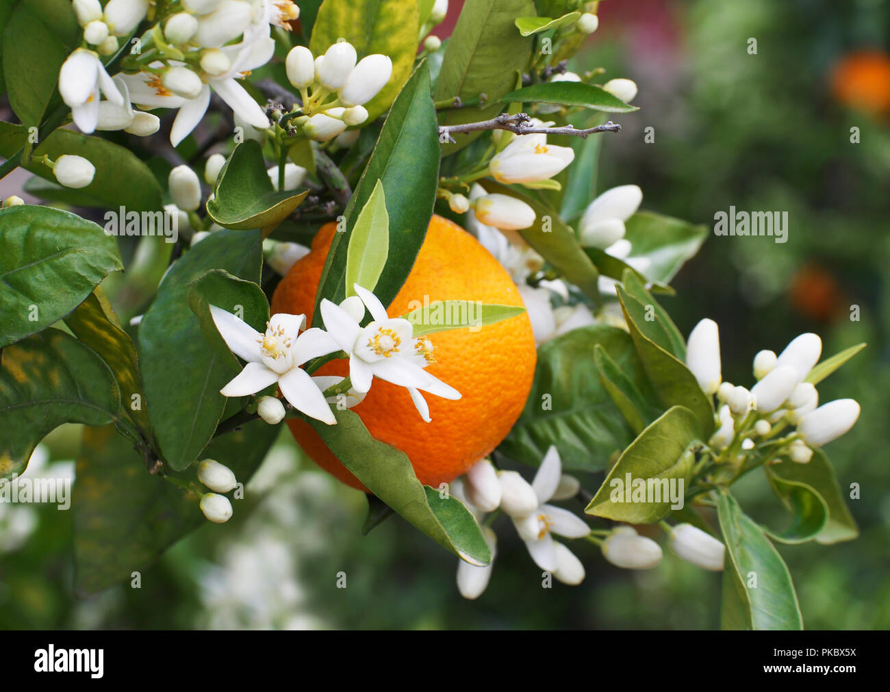 valencia-orange-und-orange-bluten-spanien-feder-....jpg