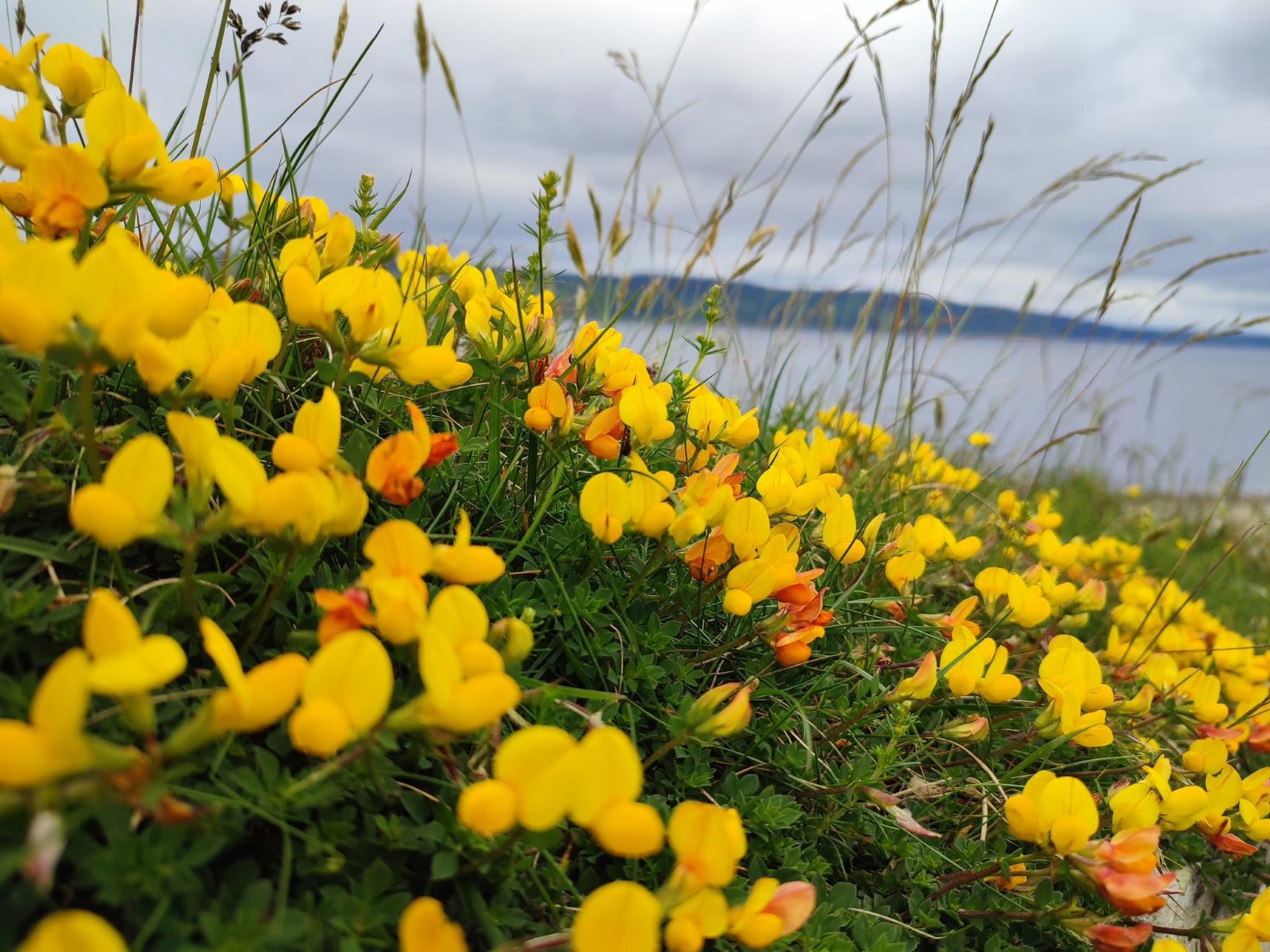 blumen_gelb.jpg