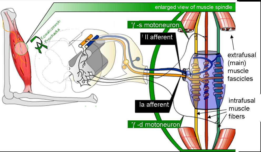 muscle_spindle_model.jpg