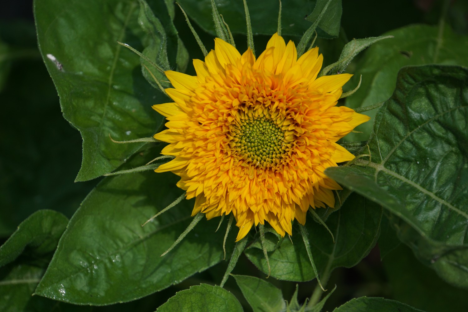 zwerg-sonnenblumen_juli_2024.jpg