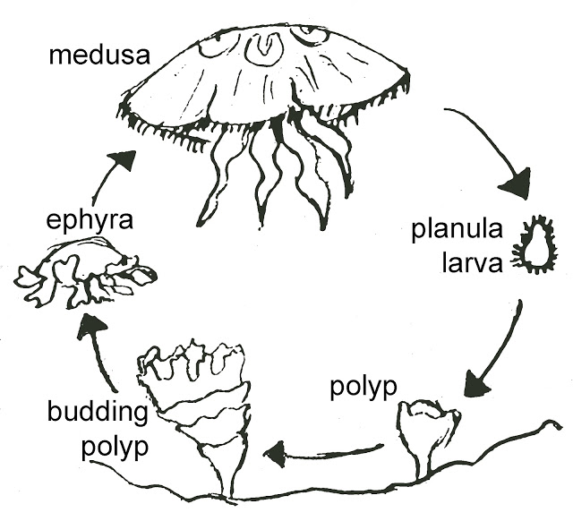 lifecycle-of-immortal-jellyfish.jpg