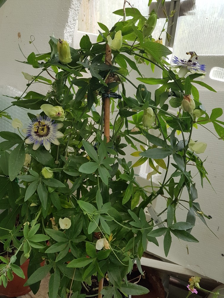 passiflora_mutterpflanze_sep_2024.jpg