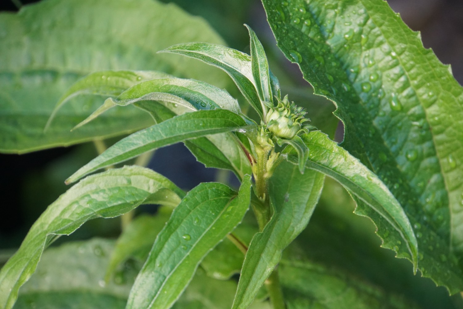 echinacea_bl__te_sep_2024.jpg