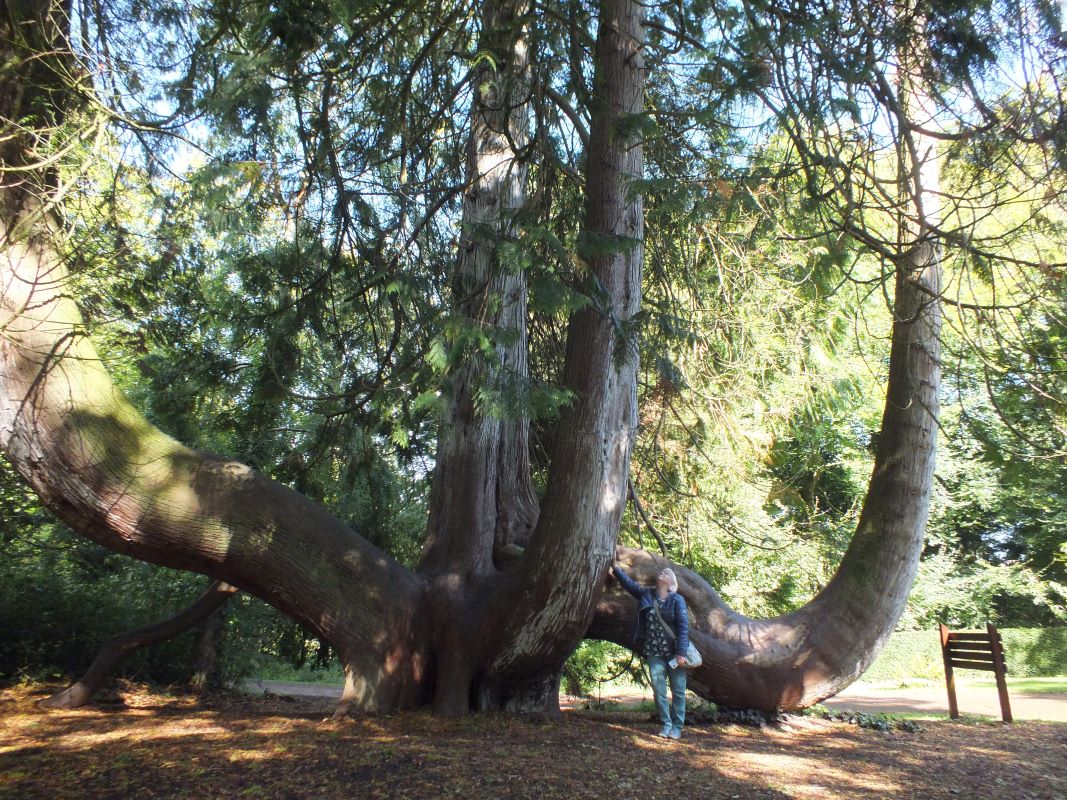 baum_mit_anne.jpg