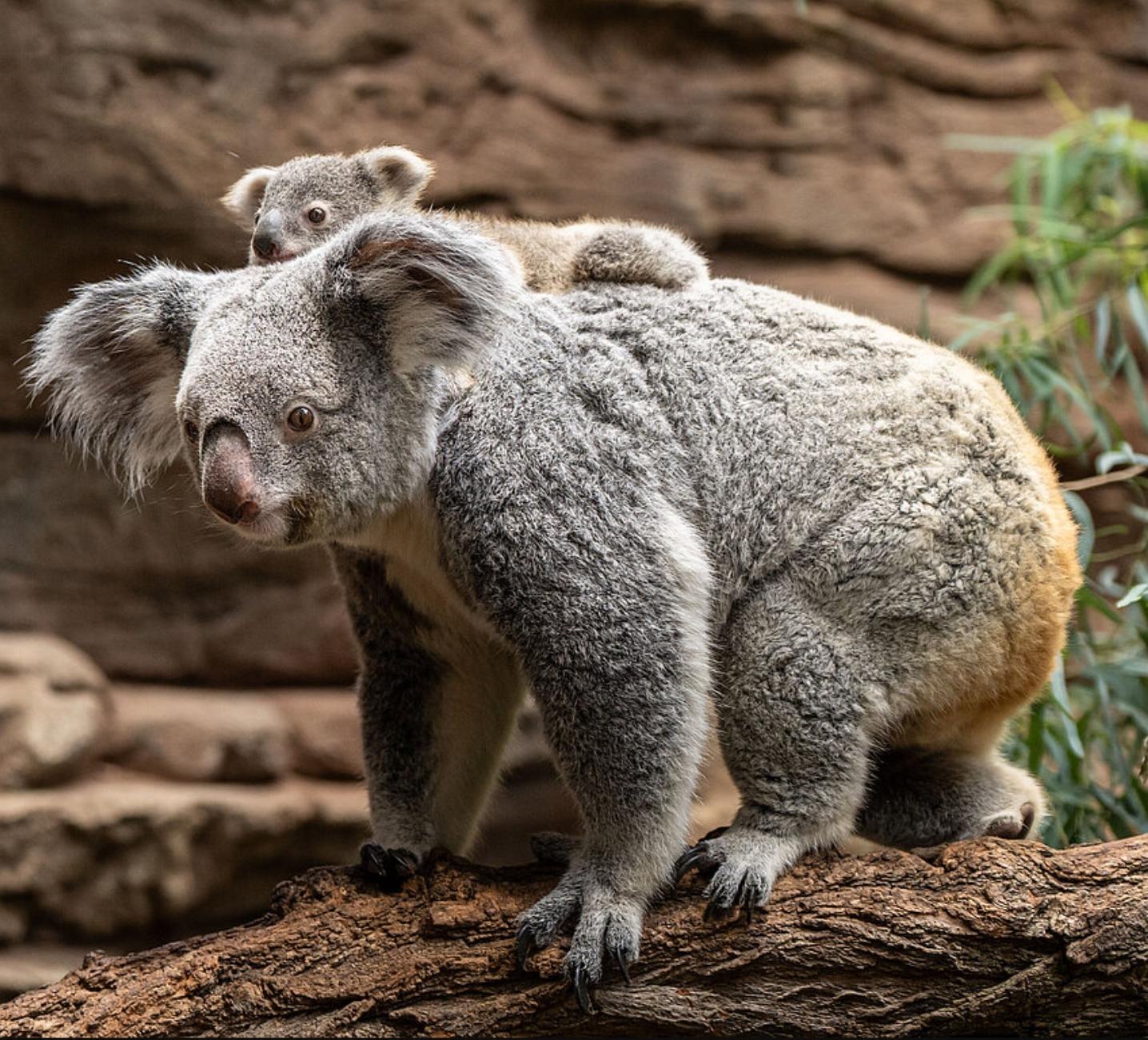 koala-nachwuchs_wilhelma_01.jpg