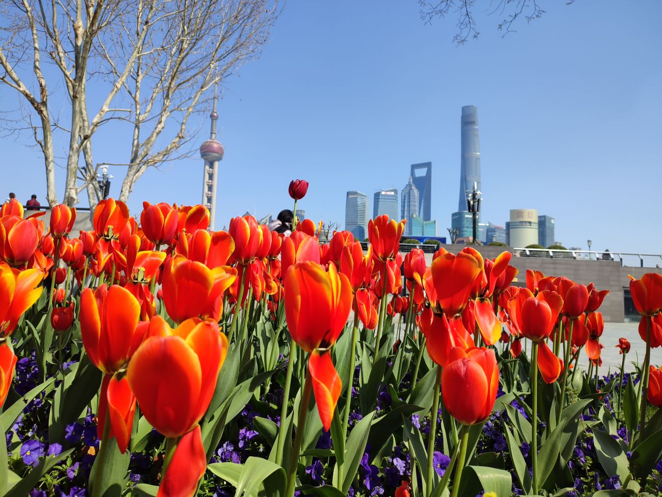 tulpen_in-.jpg