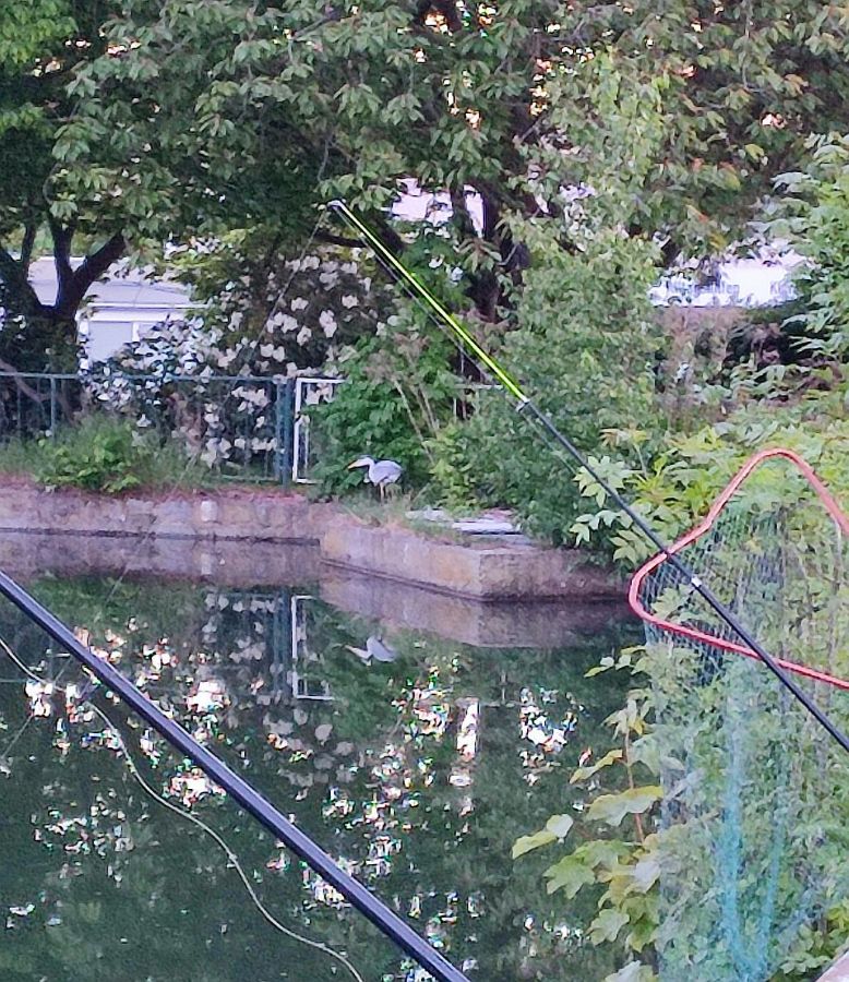 reiher_001b.jpg