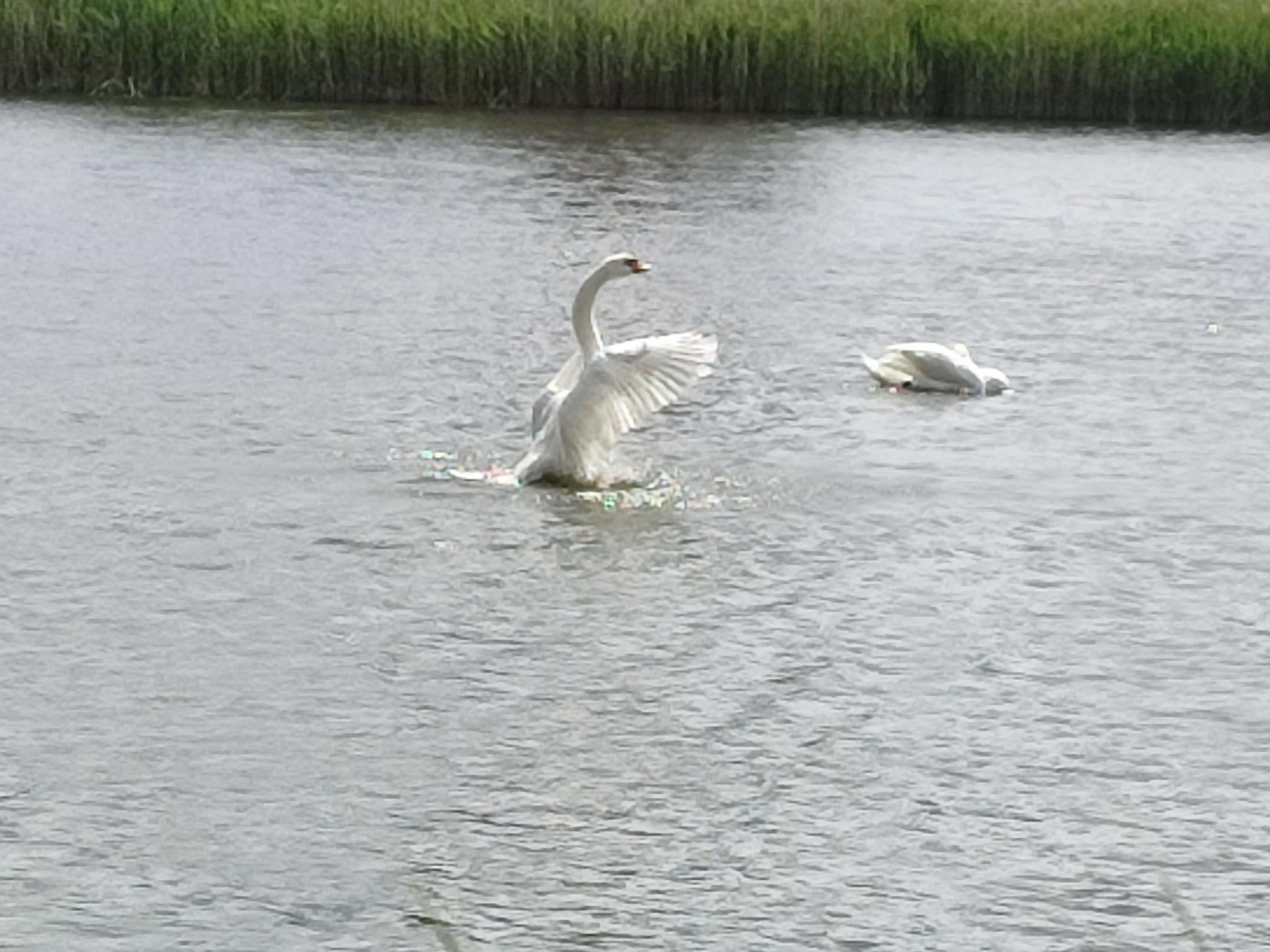 schwan.jpeg