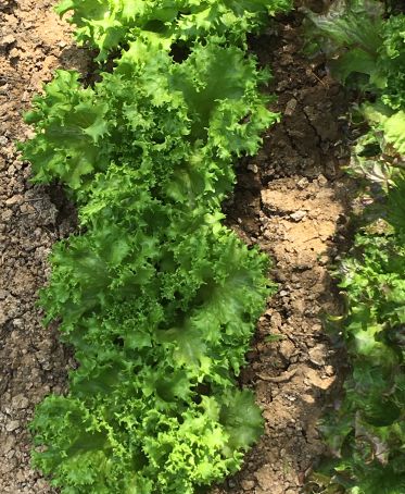 img_3545salat.jpg
