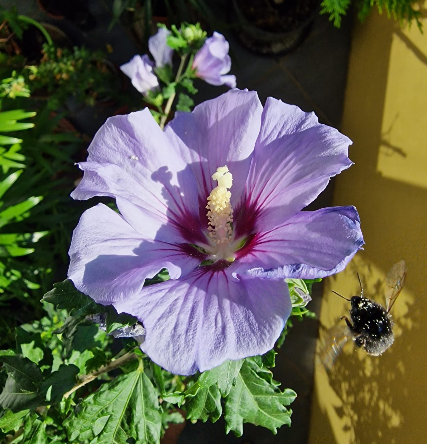 hibiskus_23.jpg