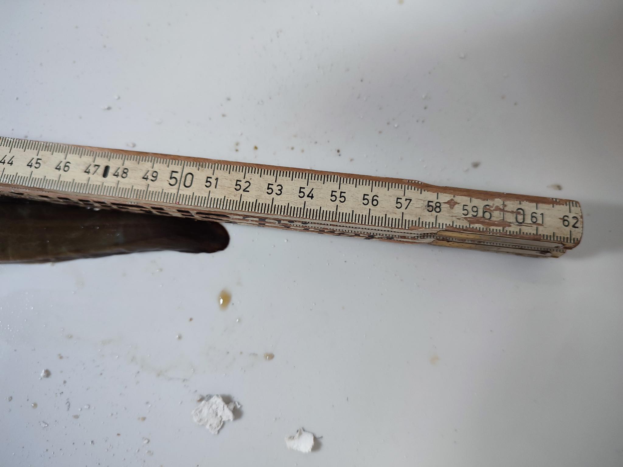 aal_2025-52_zentimeter.jpeg