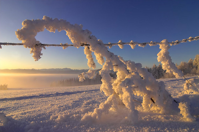 schneegerippe.jpg