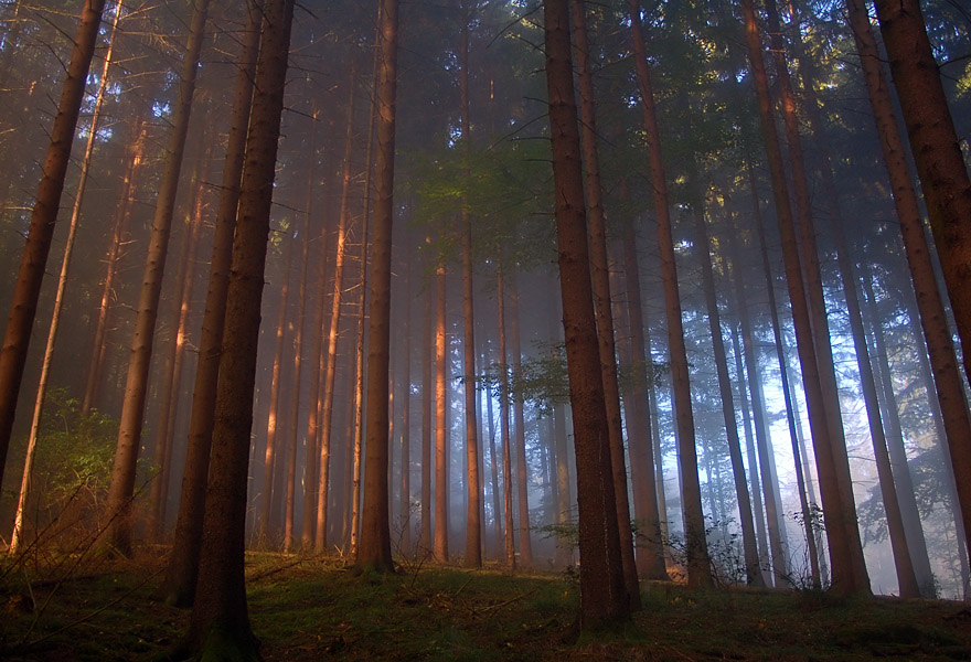 schwarzwald-im-morgenlicht.jpg