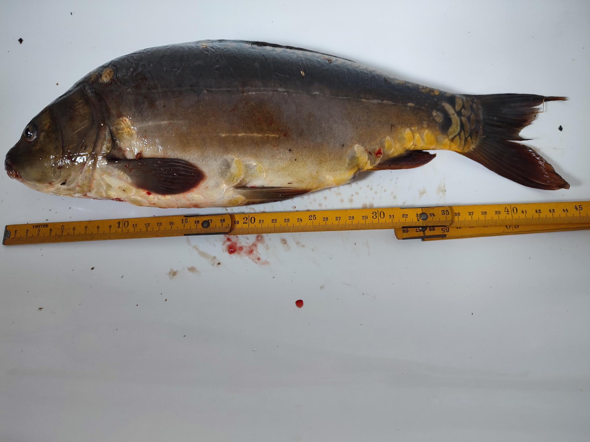 killerkarpfen_2025_45_zentimeter.jpeg