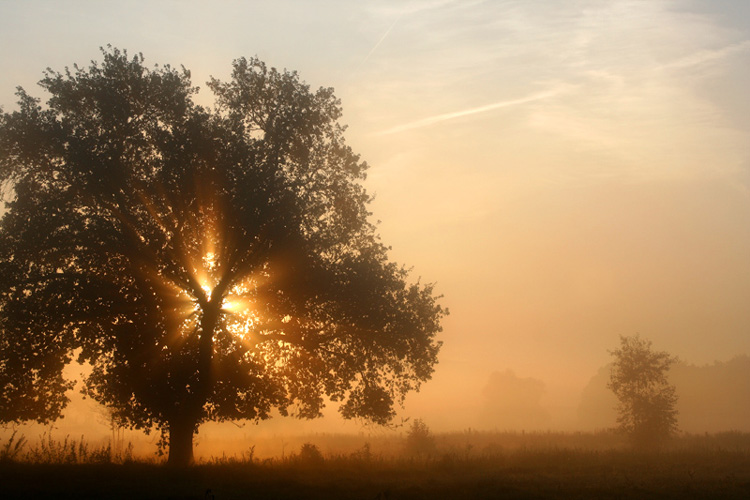 herbstnebel.jpg