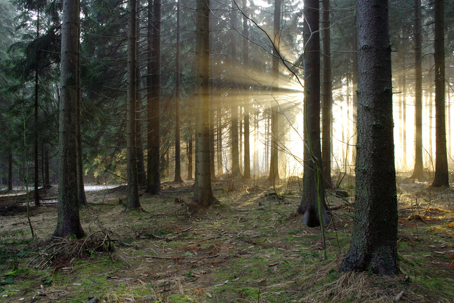 sonnenstrahlen.jpg