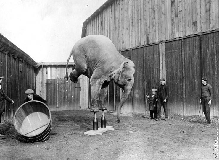 elefant2.jpg