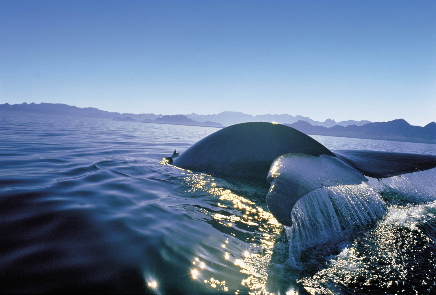 whaleblu.jpg