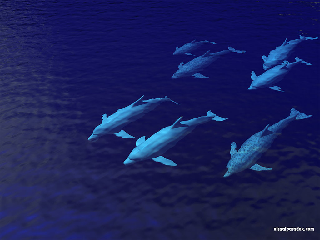 dolphinpod1024.jpg