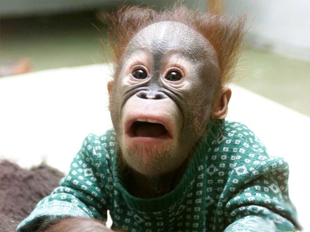 orangutang_baby.jpg