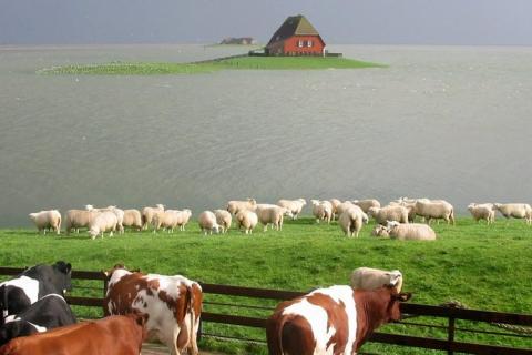 nordseekuehe.jpg